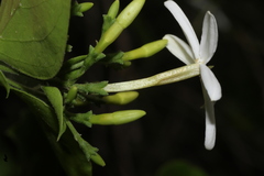 Jasminum auriculatum, photograph author not stated, no rights reserved