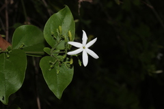 Jasminum auriculatum, photograph author not stated, no rights reserved