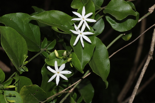 Jasminum auriculatum, photograph 3