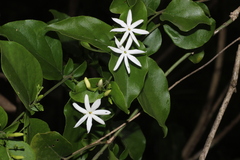 Jasminum auriculatum, photograph author not stated, no rights reserved