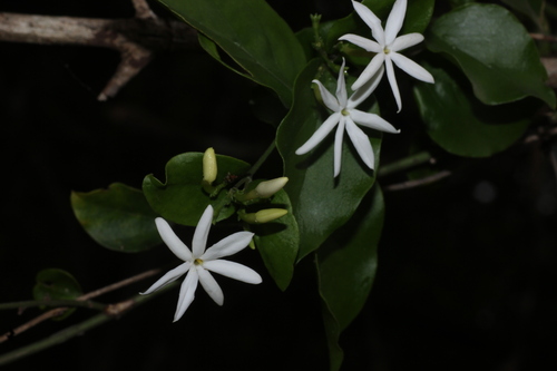 Jasminum auriculatum, photograph 4
