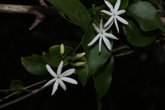 Jasminum auriculatum, photograph author not stated, no rights reserved
