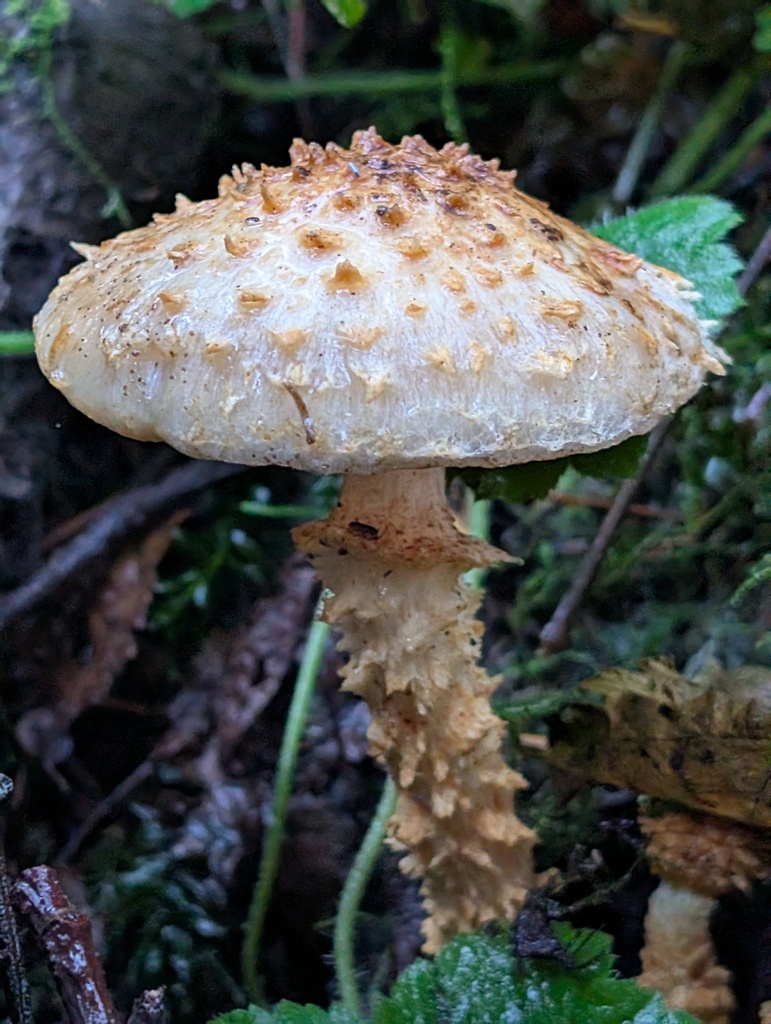 Pholiota squarrosoides
