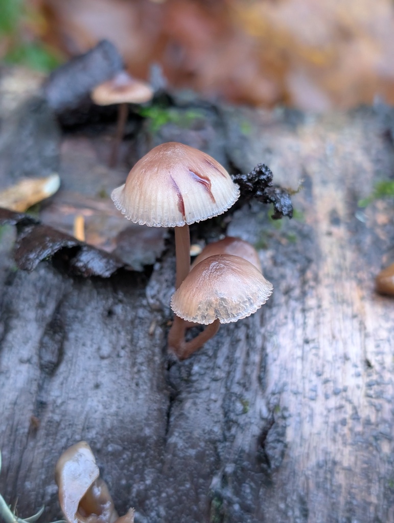 Mycena haematopus · November 2025 · photo: © frondsinhighplaces (iNaturalist, cc-by)