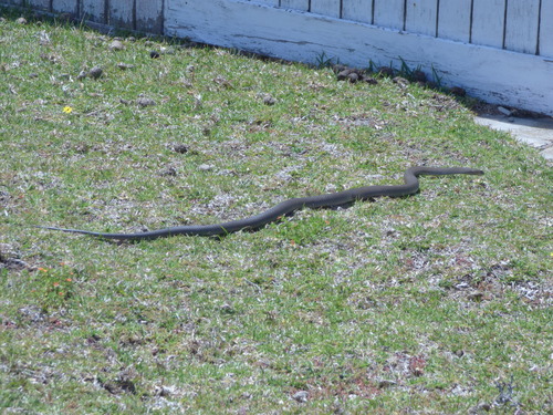 Eastern Brown Snake sighting
