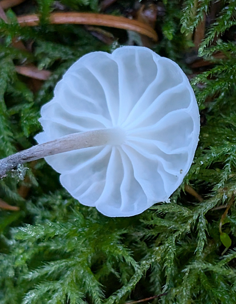 Marasmiellus candidus · November 2025 · photo: © frondsinhighplaces (iNaturalist, cc-by)