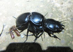 Pasimachus californicus