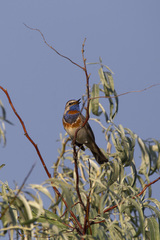 Luscinia svecica svecica