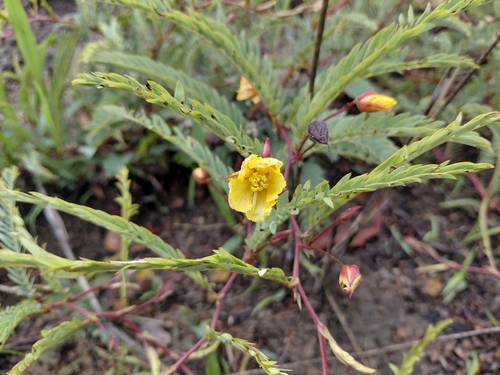 Chamaecrista katangensis