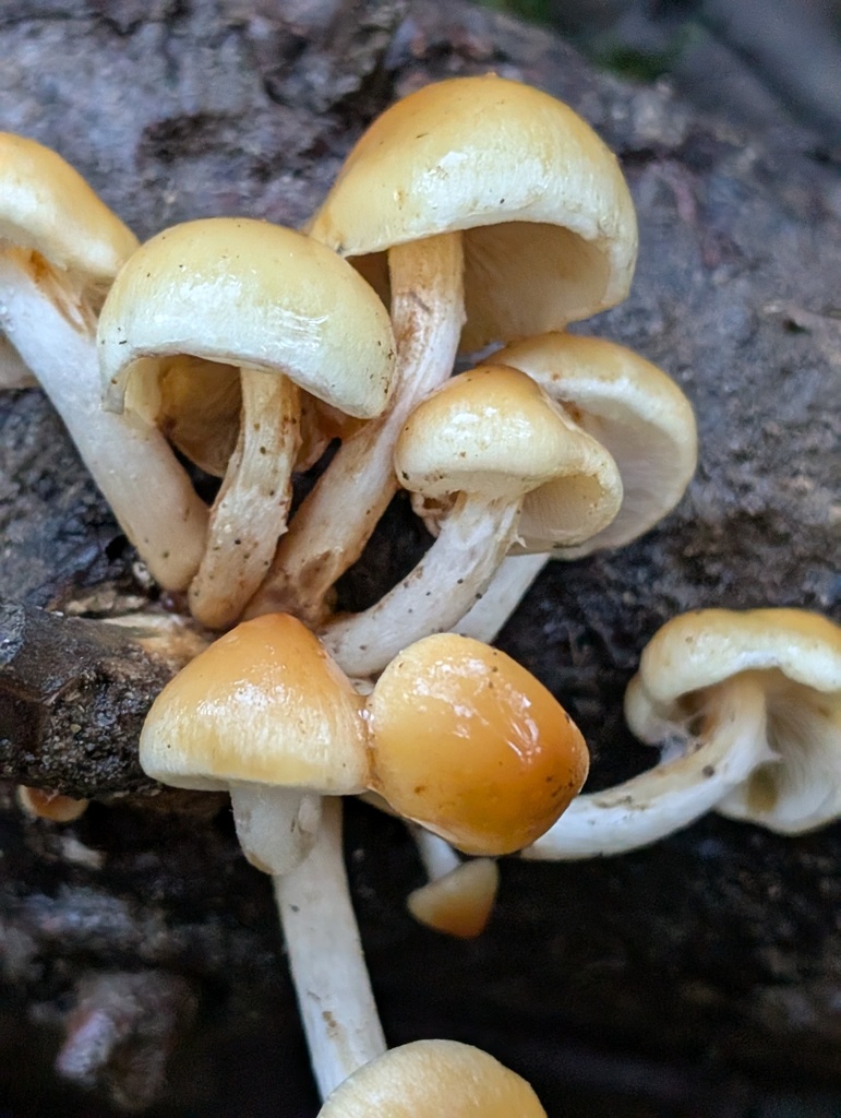 Hypholoma capnoides · November 2025 · photo: © frondsinhighplaces (iNaturalist, cc-by)