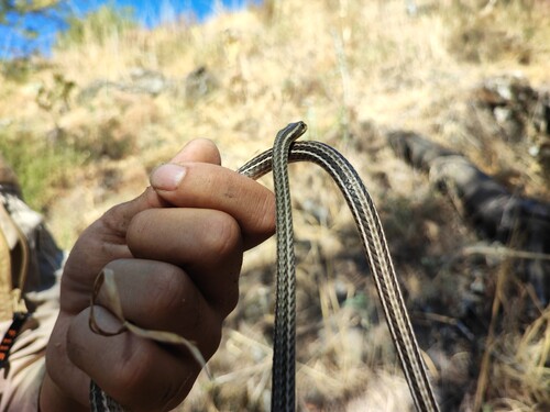 Steppe Ribbon Racer