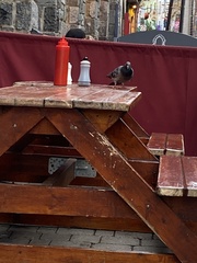 Columba livia domestica