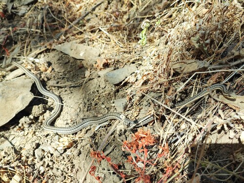 Steppe Ribbon Racer