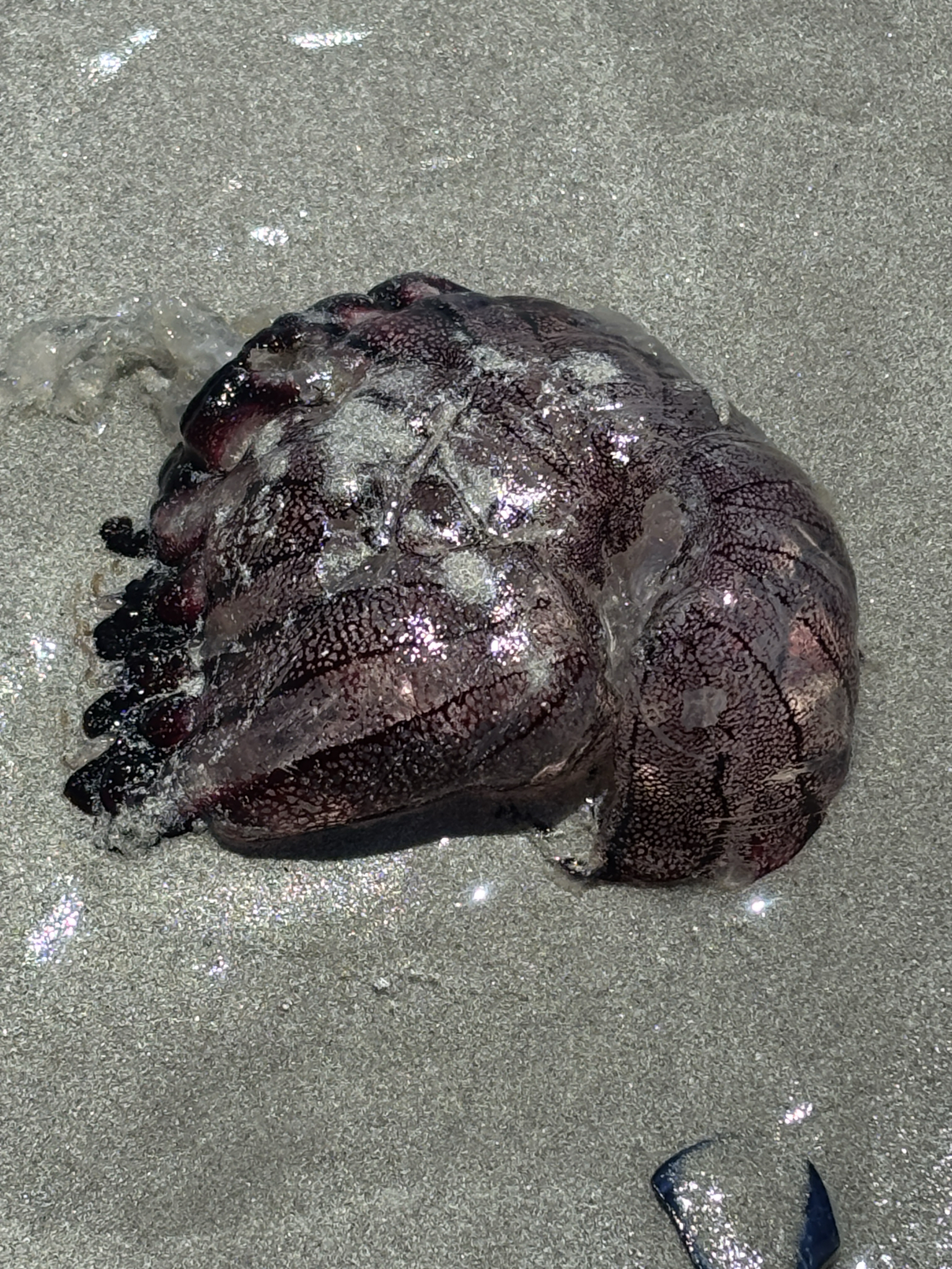 Chrysaora agulhensis Ras, Neethling, Engelbrecht, Morandini, Bayha, Skrypzeck & Gibbons, 2020
