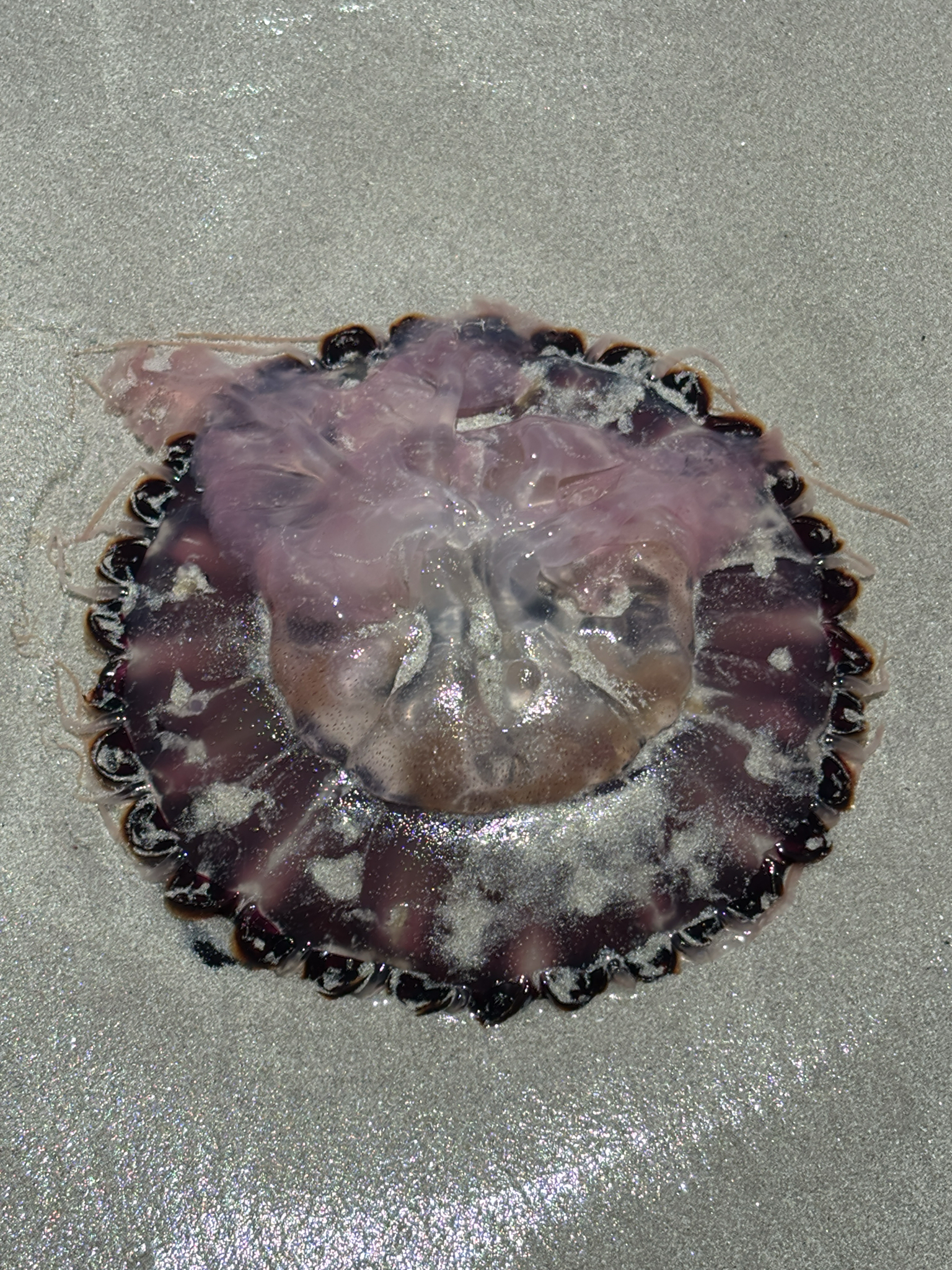 Chrysaora agulhensis Ras, Neethling, Engelbrecht, Morandini, Bayha, Skrypzeck & Gibbons, 2020