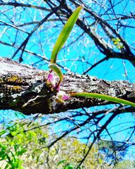 Encyclia meliosma