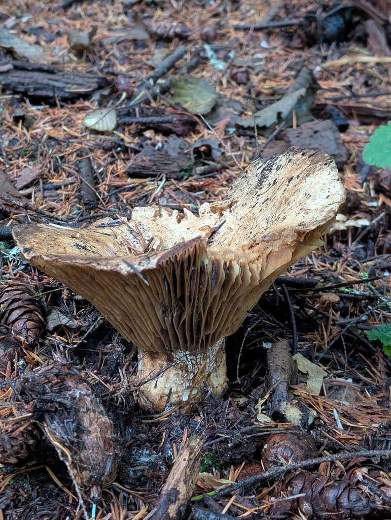 Russula brevipes · November 2025 · photo: © frondsinhighplaces (iNaturalist, cc-by)