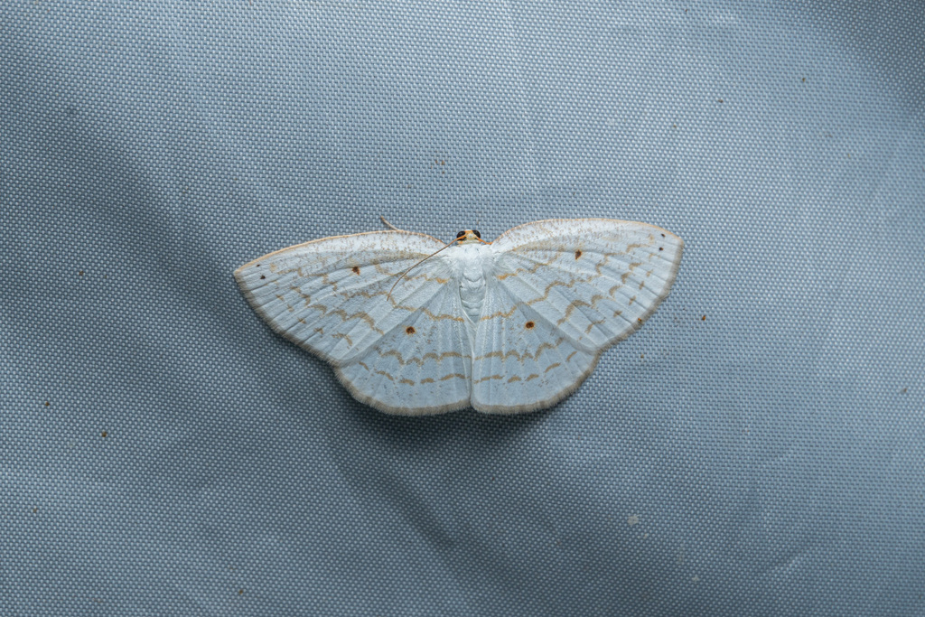 Orthocabera tinagmaria