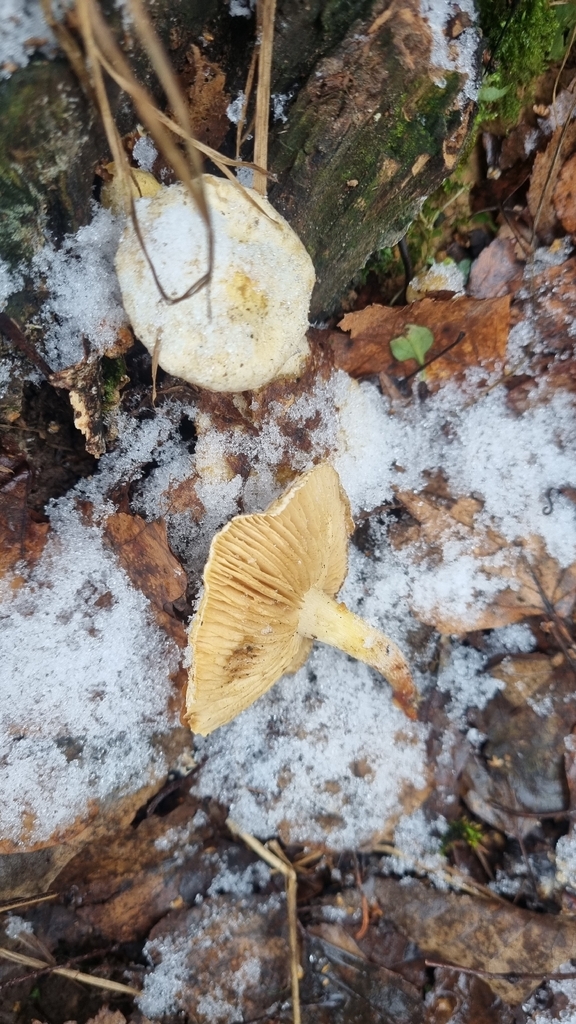 Pholiota gummosa · November 2025 · photo: © vladimir_dvorkin (iNaturalist, cc0)