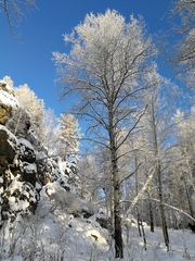 Populus tremula