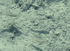 Fundulus parvipinnis