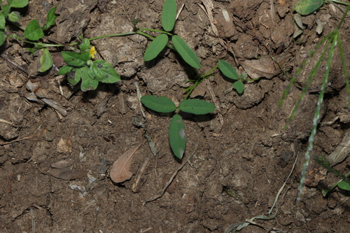 Glycine tabacina, photograph 4