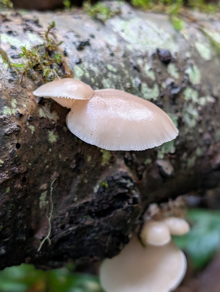 Scytinotus longinquus · November 2025 · photo: © frondsinhighplaces (iNaturalist, cc-by)