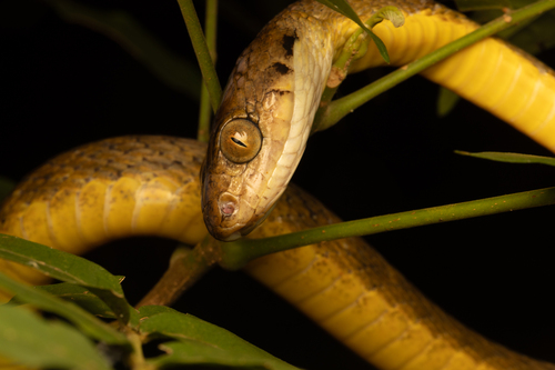 Brown Tree Snake sighting
