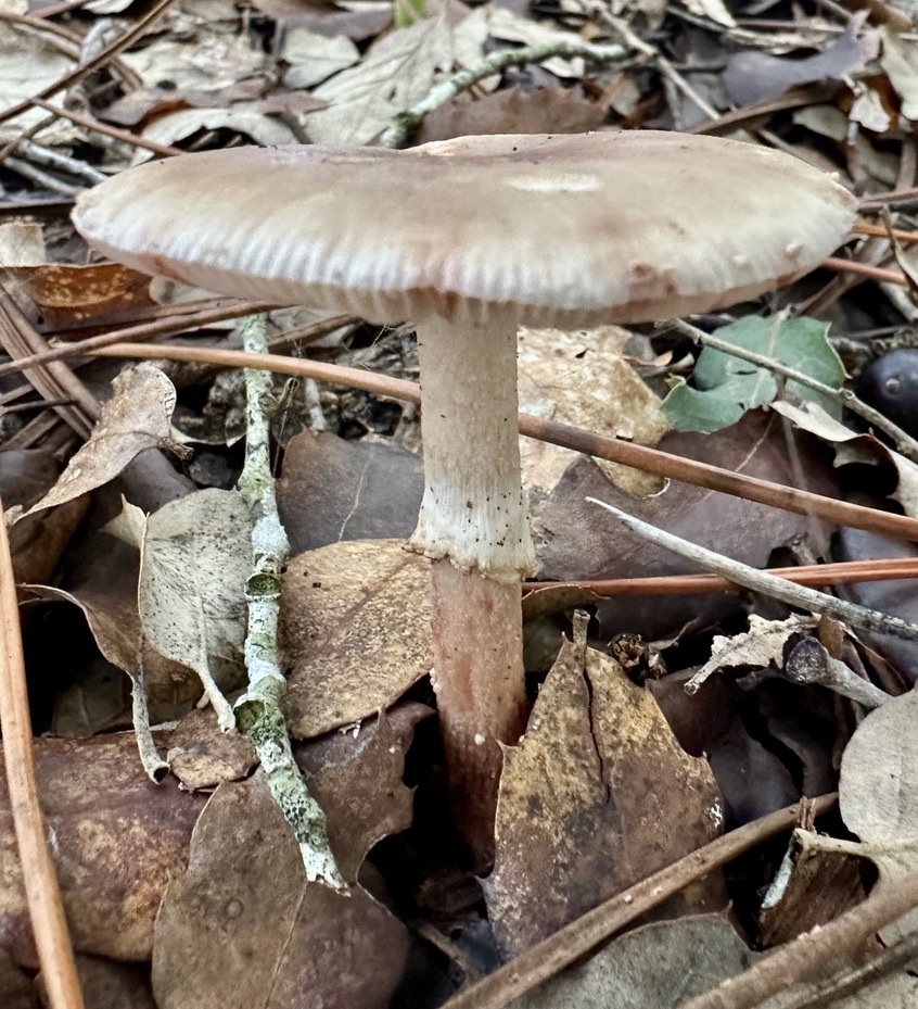 Amanita rubescens · November 2025 · photo: © ruir1963 (iNaturalist, cc-by)