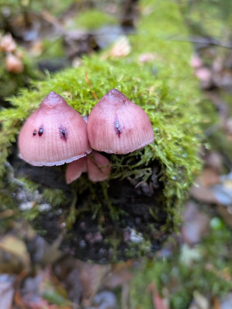 Mycena haematopus · November 2025 · photo: © frondsinhighplaces (iNaturalist, cc-by)