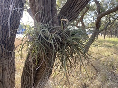 Tillandsia baileyi