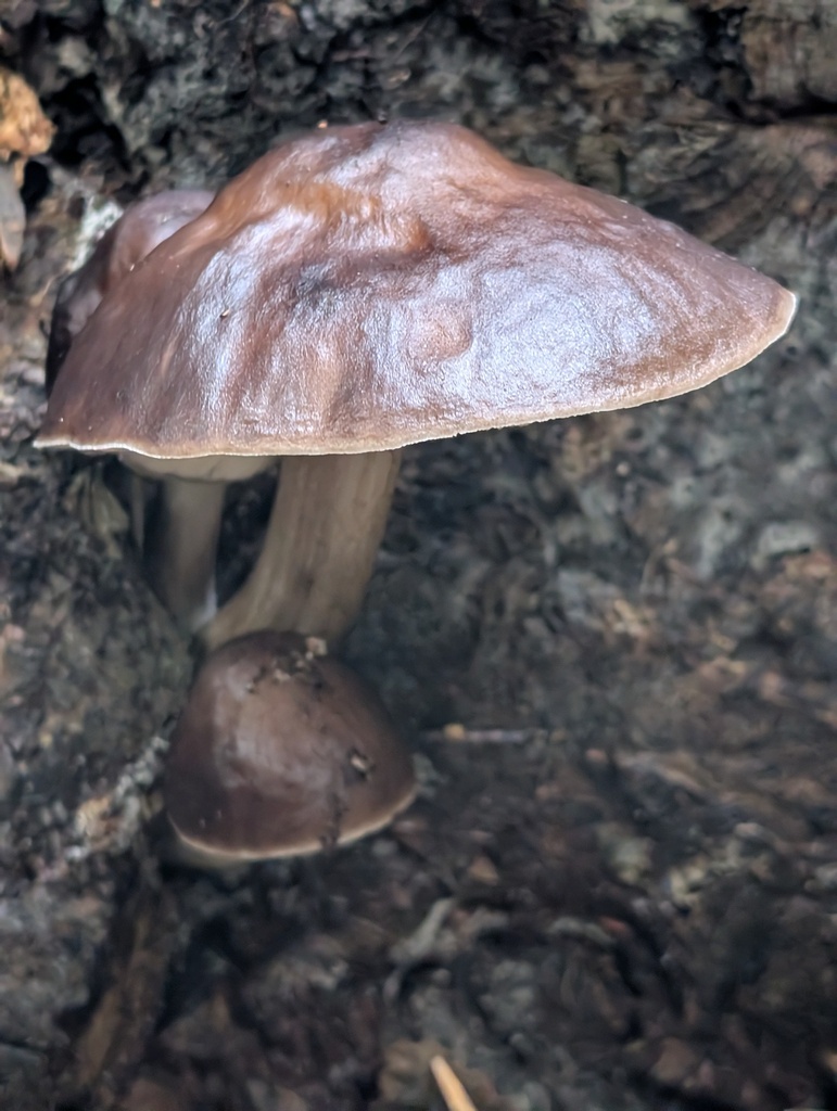 Pluteus exilis · November 2025 · photo: © frondsinhighplaces (iNaturalist, cc-by)