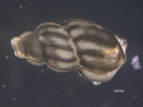 Manzonia crassa