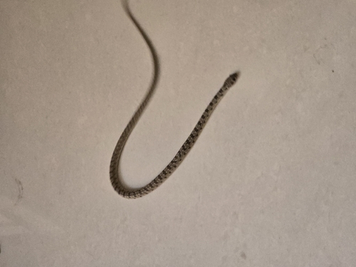 Glossy-bellied Racer