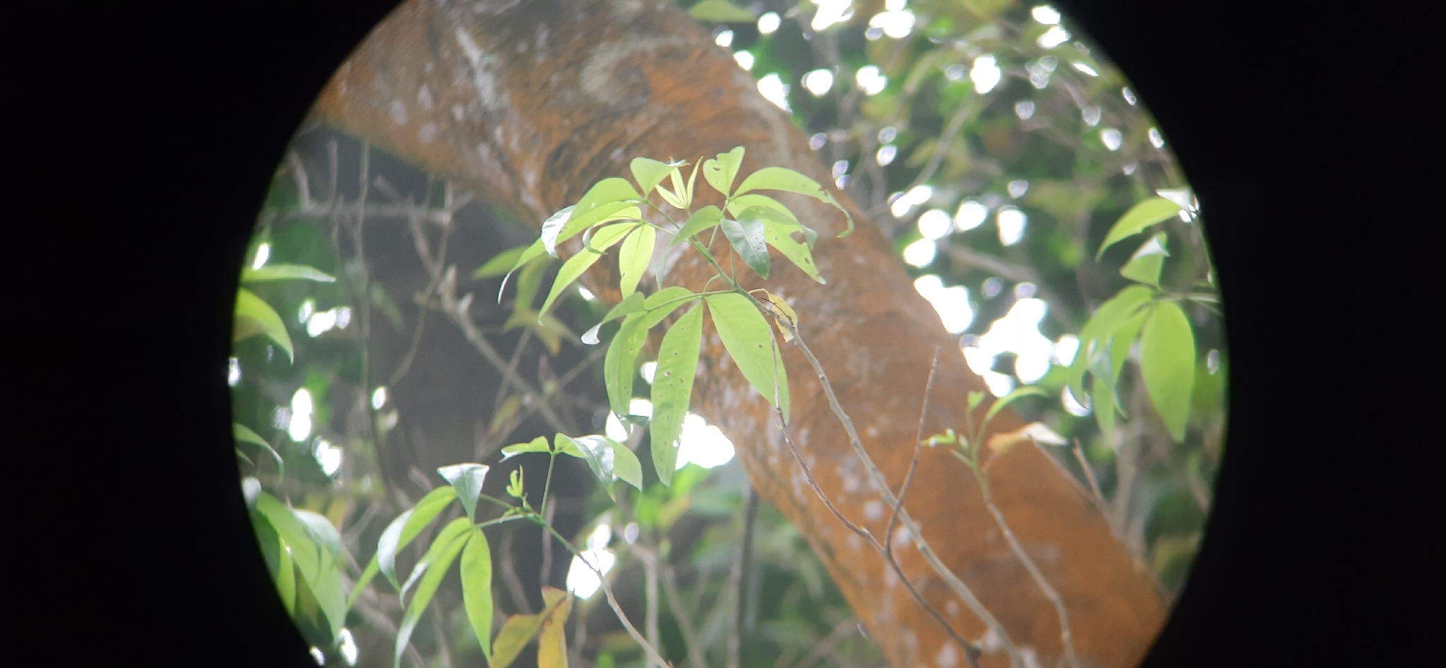 Crateva Adansonii (Crateva adansonii)