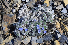 Eritrichium arctisibiricum