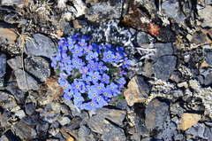 Eritrichium arctisibiricum