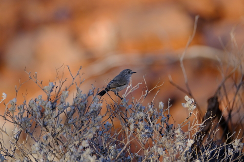 Chestnut-rumped Thornbill