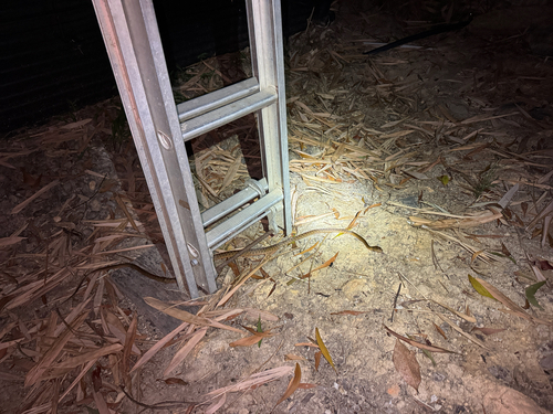 Brown Tree Snake sighting