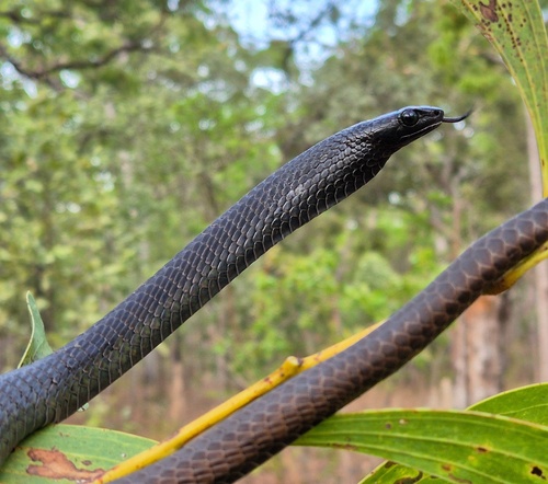 Common Tree Snake sighting