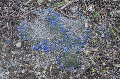 Eritrichium arctisibiricum