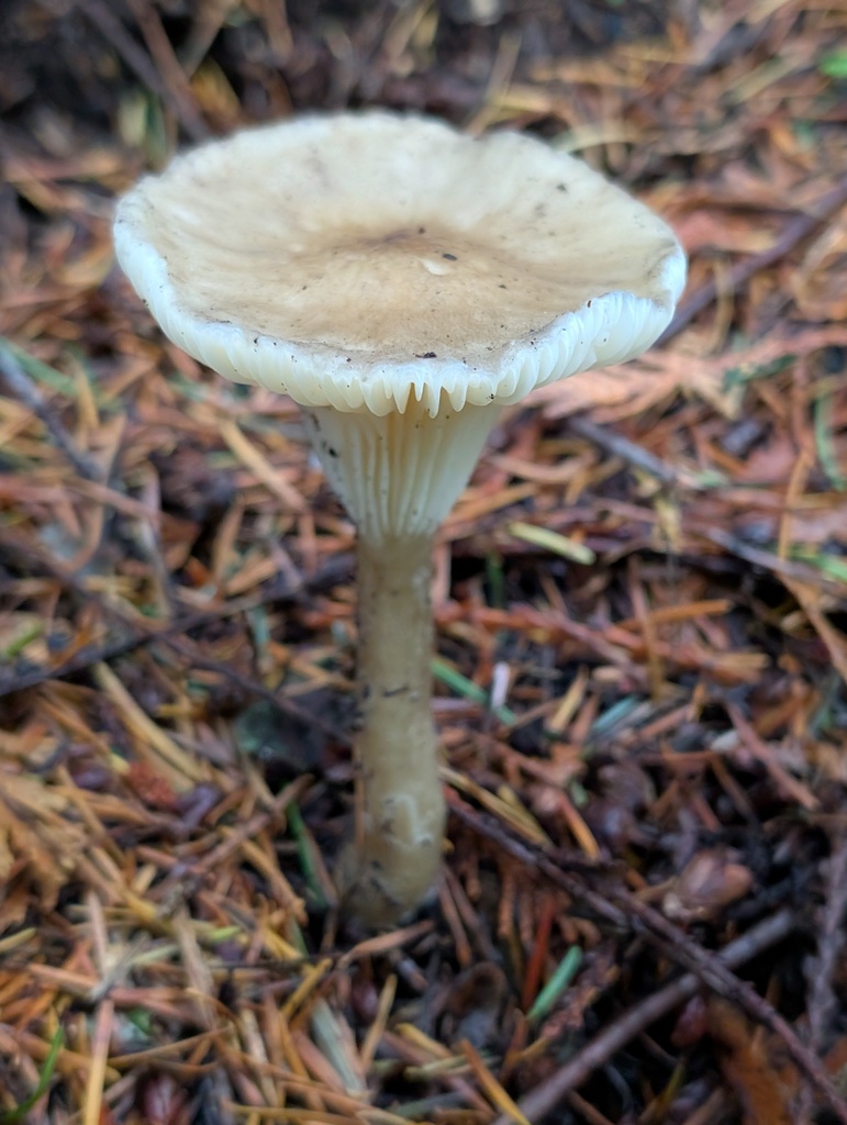 Ampulloclitocybe clavipes · November 2025 · photo: © frondsinhighplaces (iNaturalist, cc-by)