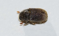 Phloeosinus