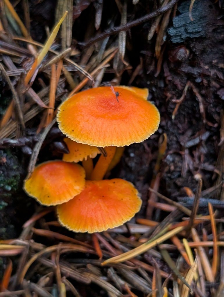 Hygrocybe constans · November 2025 · photo: © frondsinhighplaces (iNaturalist, cc-by)