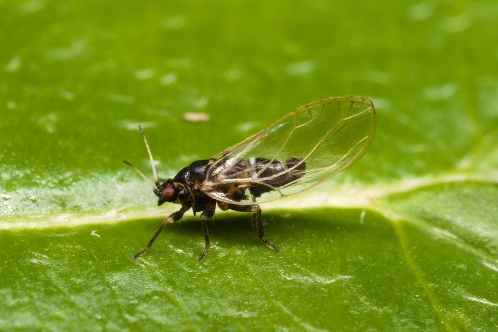Bactericera bohemica