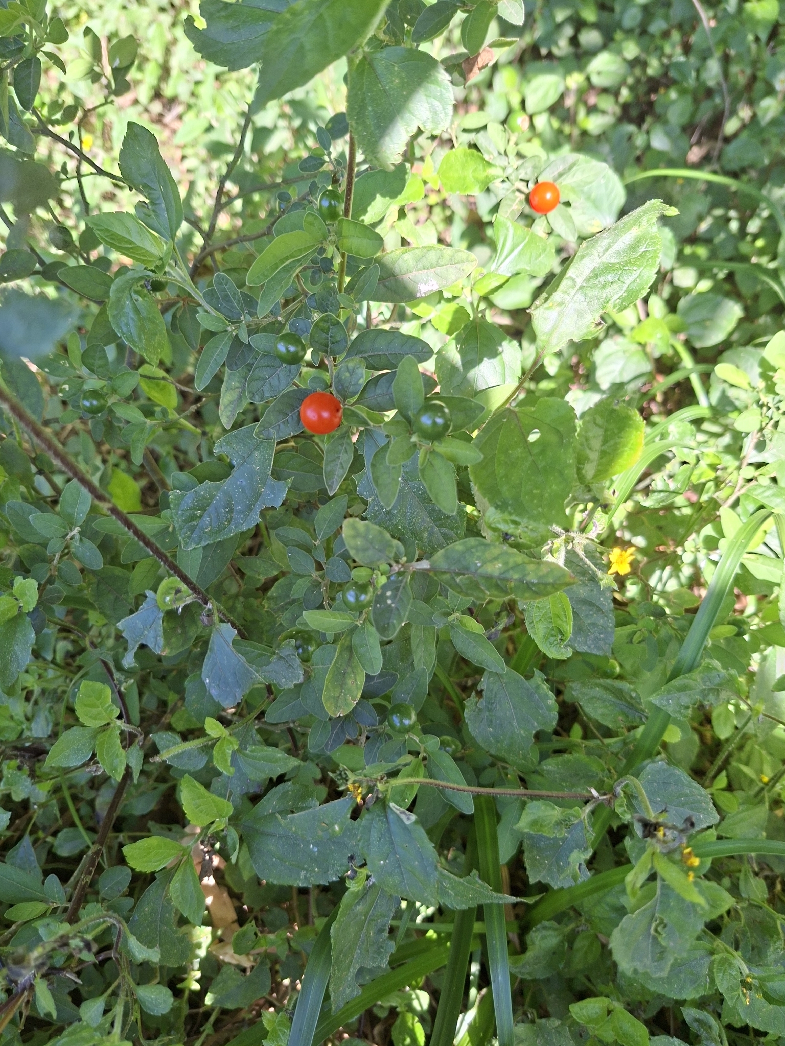 Solanum pseudocapsicum