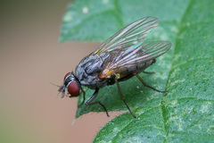 Emmesomyia