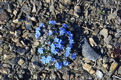 Eritrichium arctisibiricum