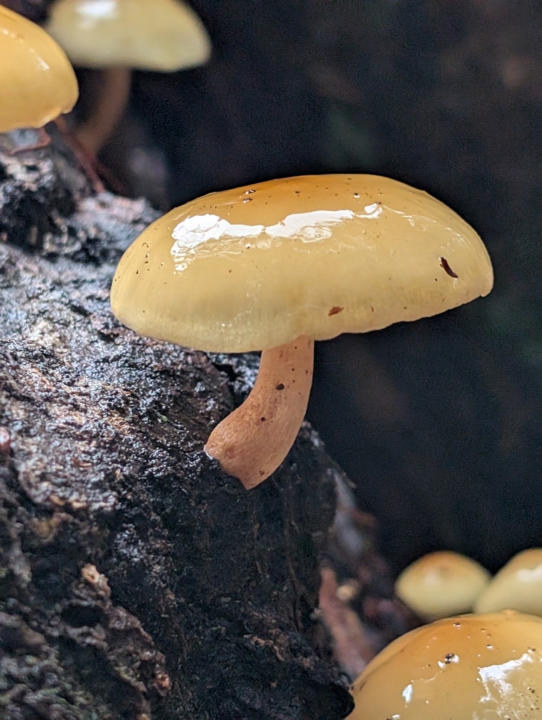 Hypholoma capnoides · November 2025 · photo: © frondsinhighplaces (iNaturalist, cc-by)