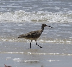 Numenius phaeopus variegatus